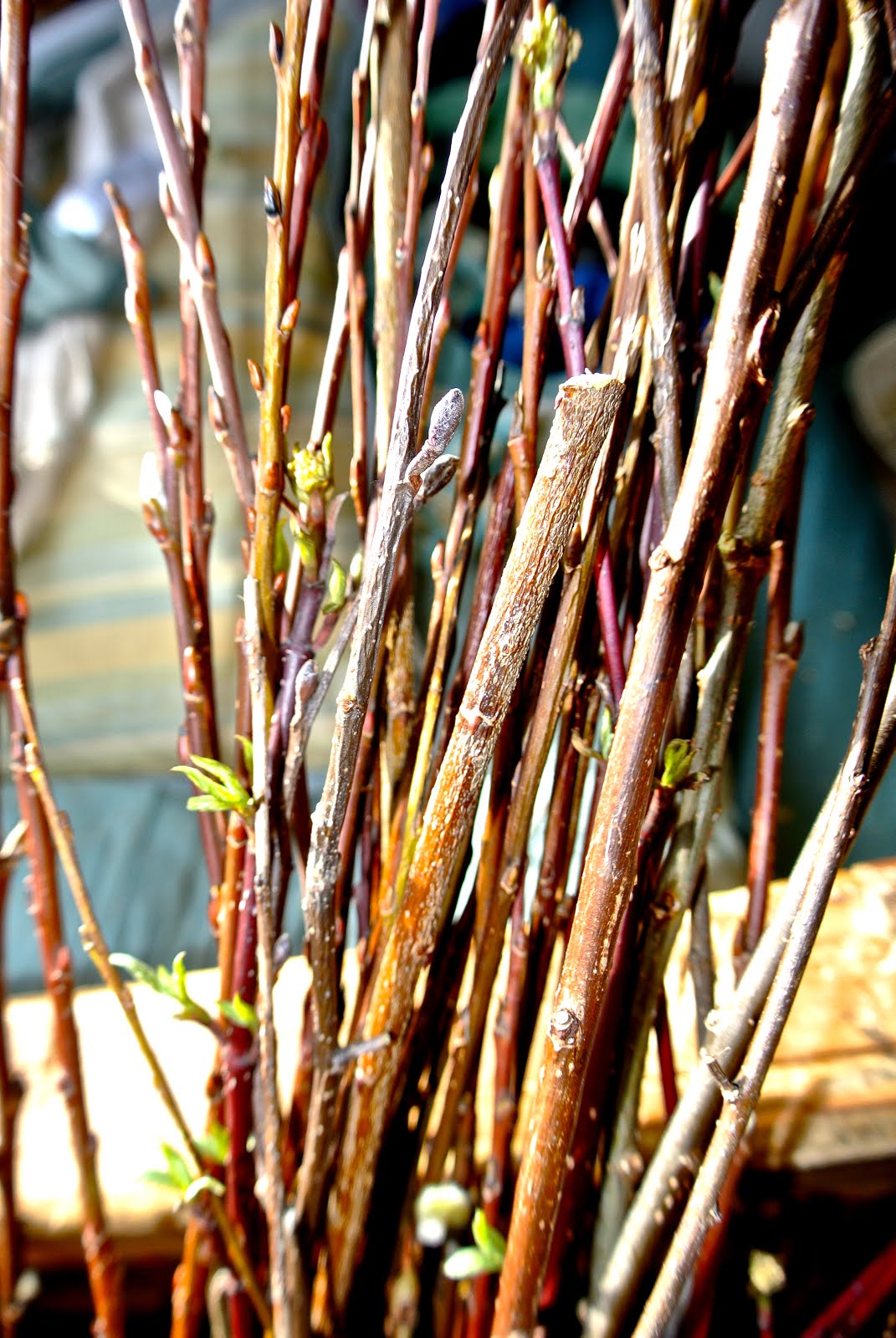 Willow Bark The Homesteader's Aspirin