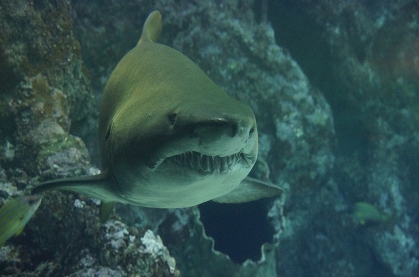 shark-سمك-قرش