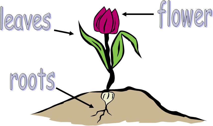 Be a flower монолог. Parts of a Plant ESL. Parts of Plants for Kids. Parts of a Flower for Kids. Different Parts of a Plant.