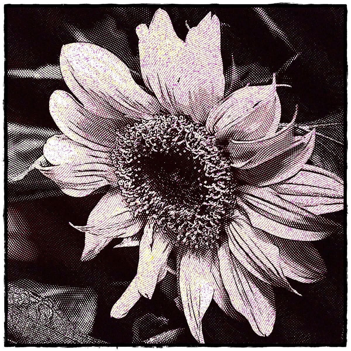 Flower free commercial use image without watermark