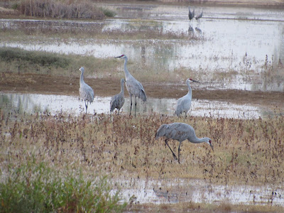 sandhill cranes