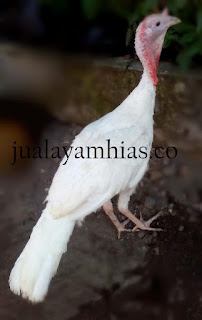 Kalkun White Holland Usia 5 Bulan