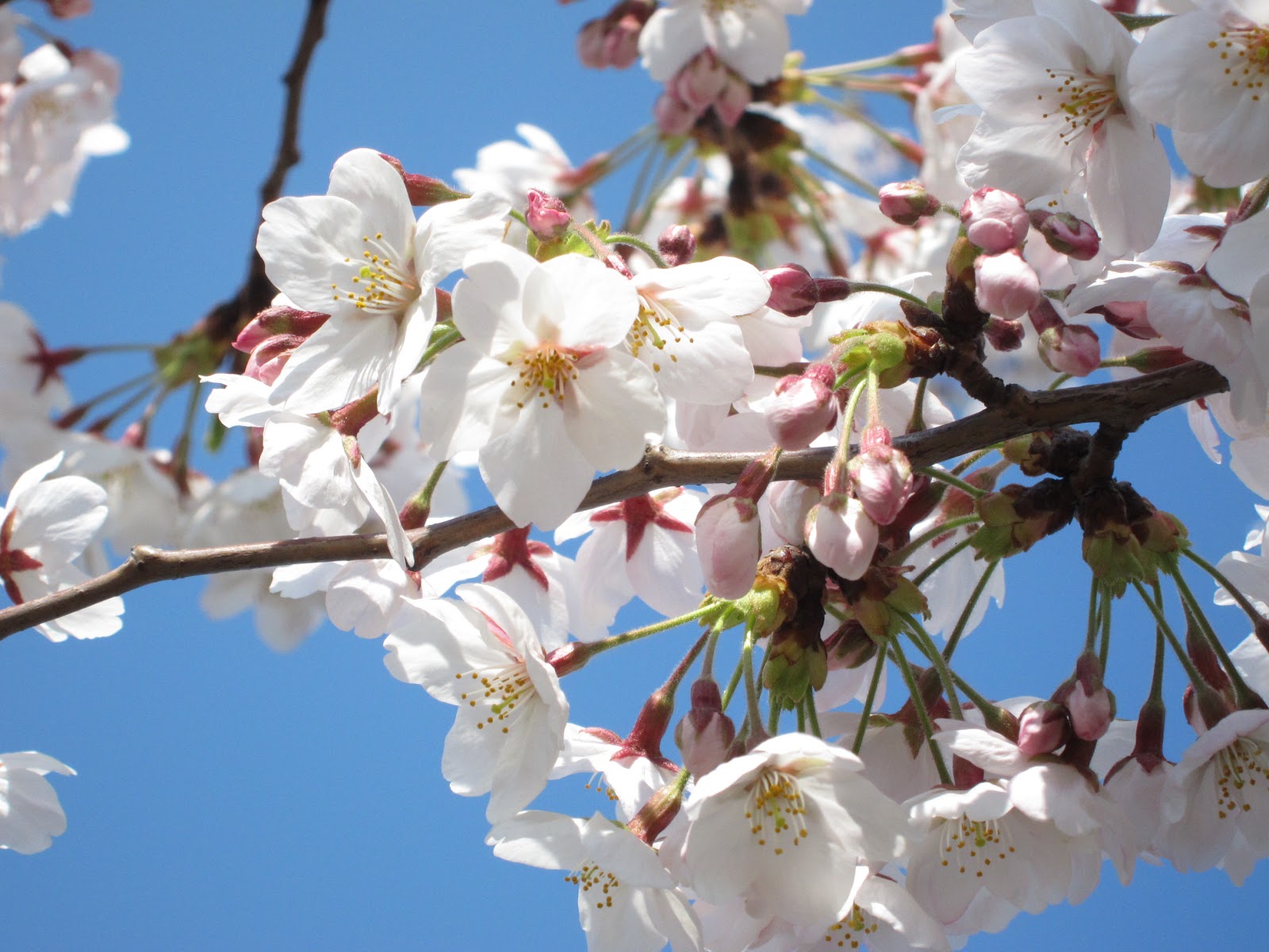 maltese toto's diary 桜咲く～お星様になったJojoのこと Jojo & the