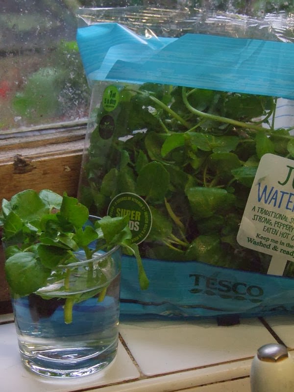 The Backyard Larder Blog The Simplicity of Watercress
