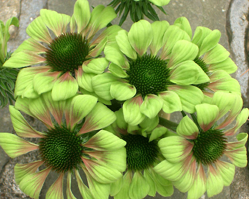 Green Flowers ~ Flowers Wallpapers