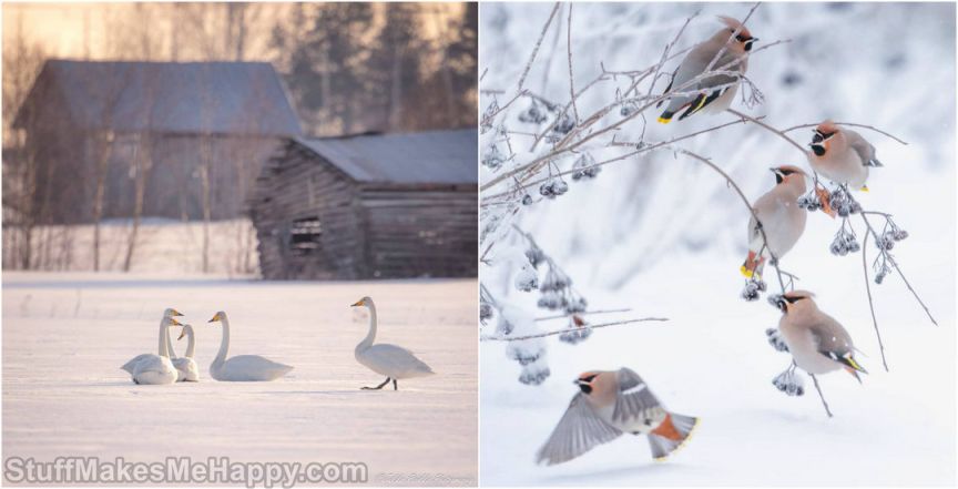 Wonderful Bird Portraits by Photographer Brian Genge