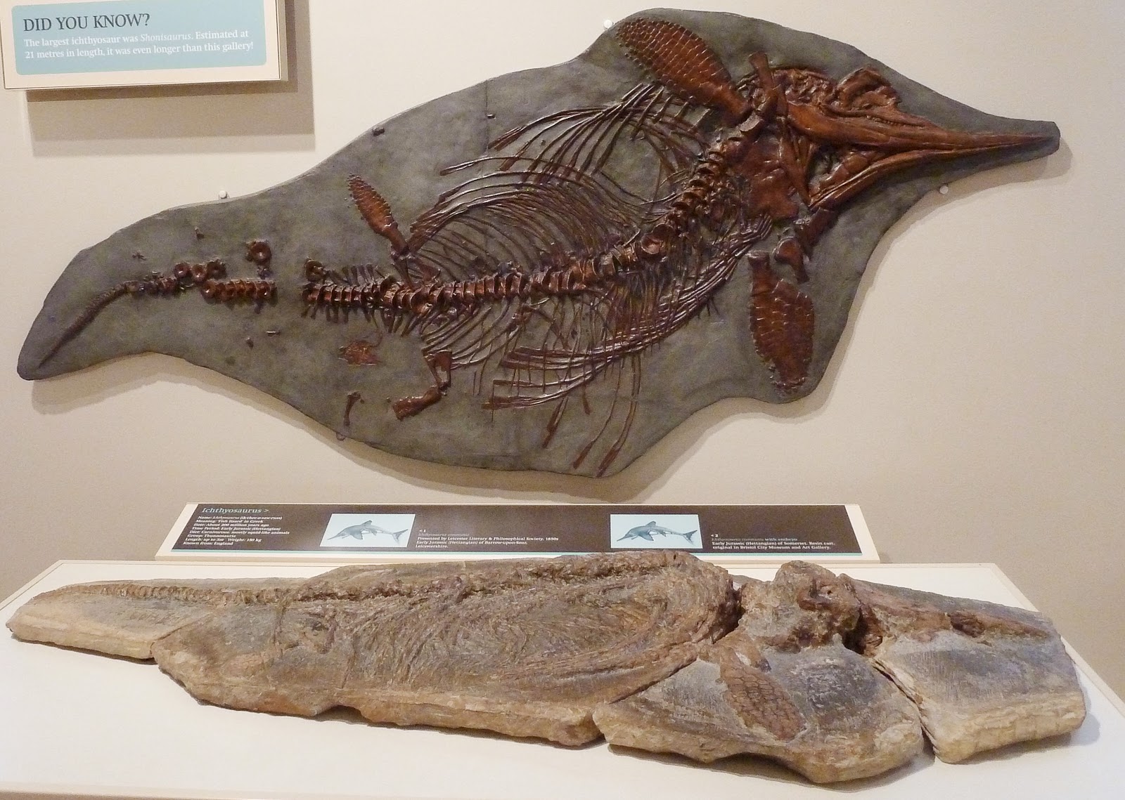 Nature and Biology Node Mary Anning's Fossils and the Cliffs at Lyme Regis