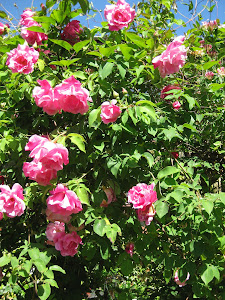 Roses in the Garden