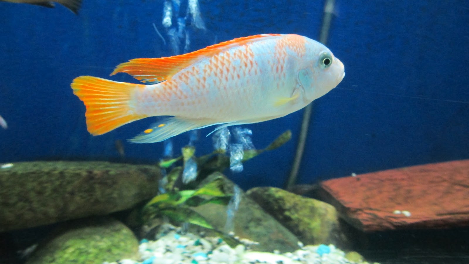mal/tang fish Metriaclima zebra Red Top Marmalade Cat Zebra, 51712