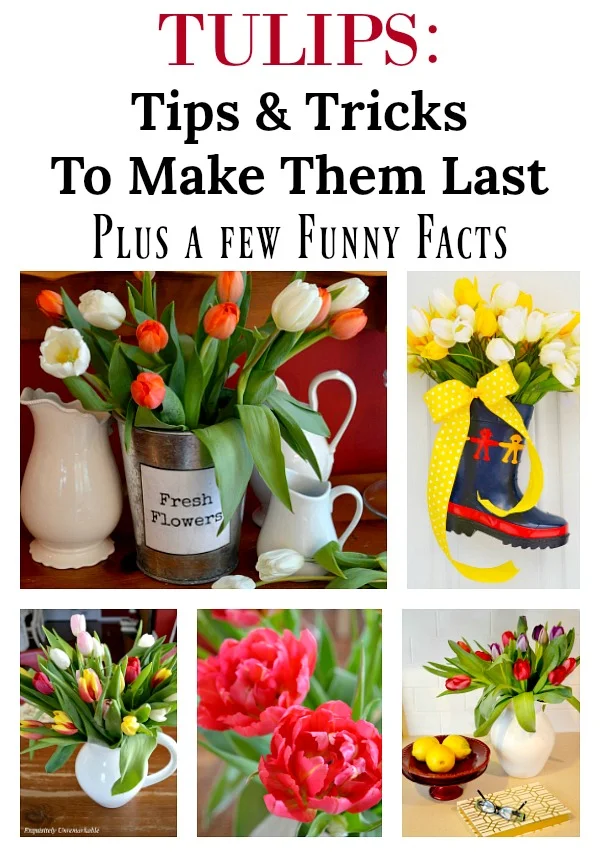 Tulips Tips and Tricks To Make Them Last and more...