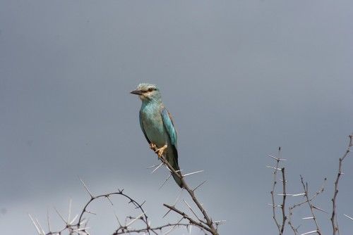 Aves Gorongosa