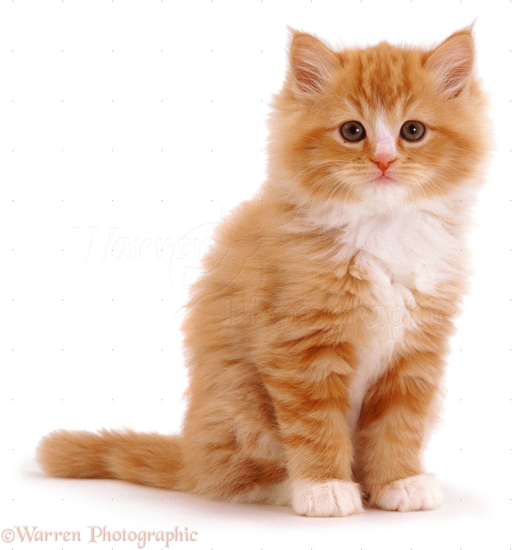 Coffee on the Porch with Me: My kitten Mistake (Get Ready for a Story)