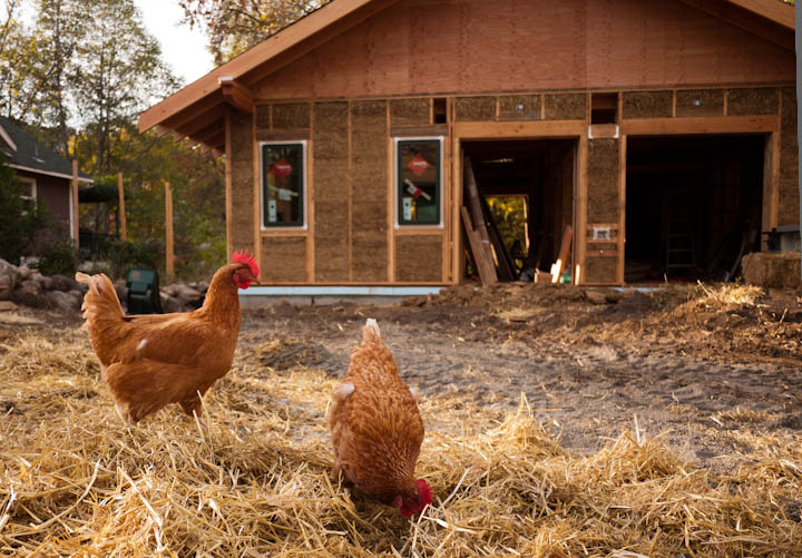 Life in Ashland Chickens in the Straw