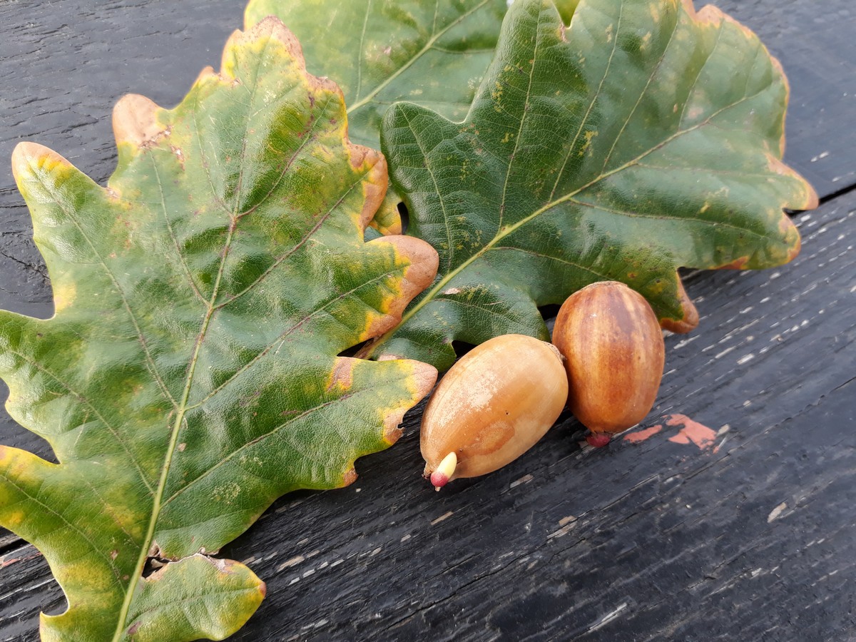 Ingeborg´s Haveblog: Fra agern til egetræer