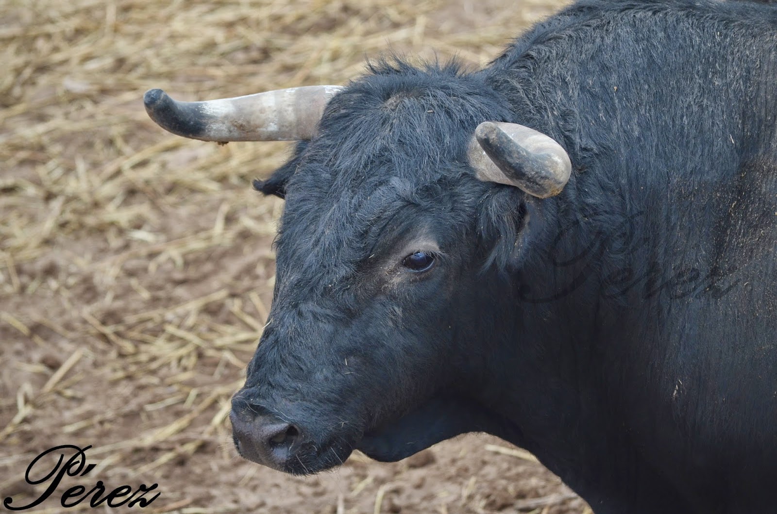 Toros en Andorra Fotos Ganadería Fermín Bohórquez.