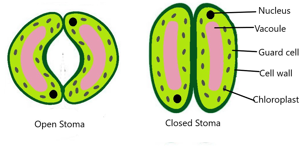 Class7 Science Chapter10 Respiration in Organisms, Additional