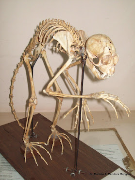 Esqueleto de Mono Cara Blanca