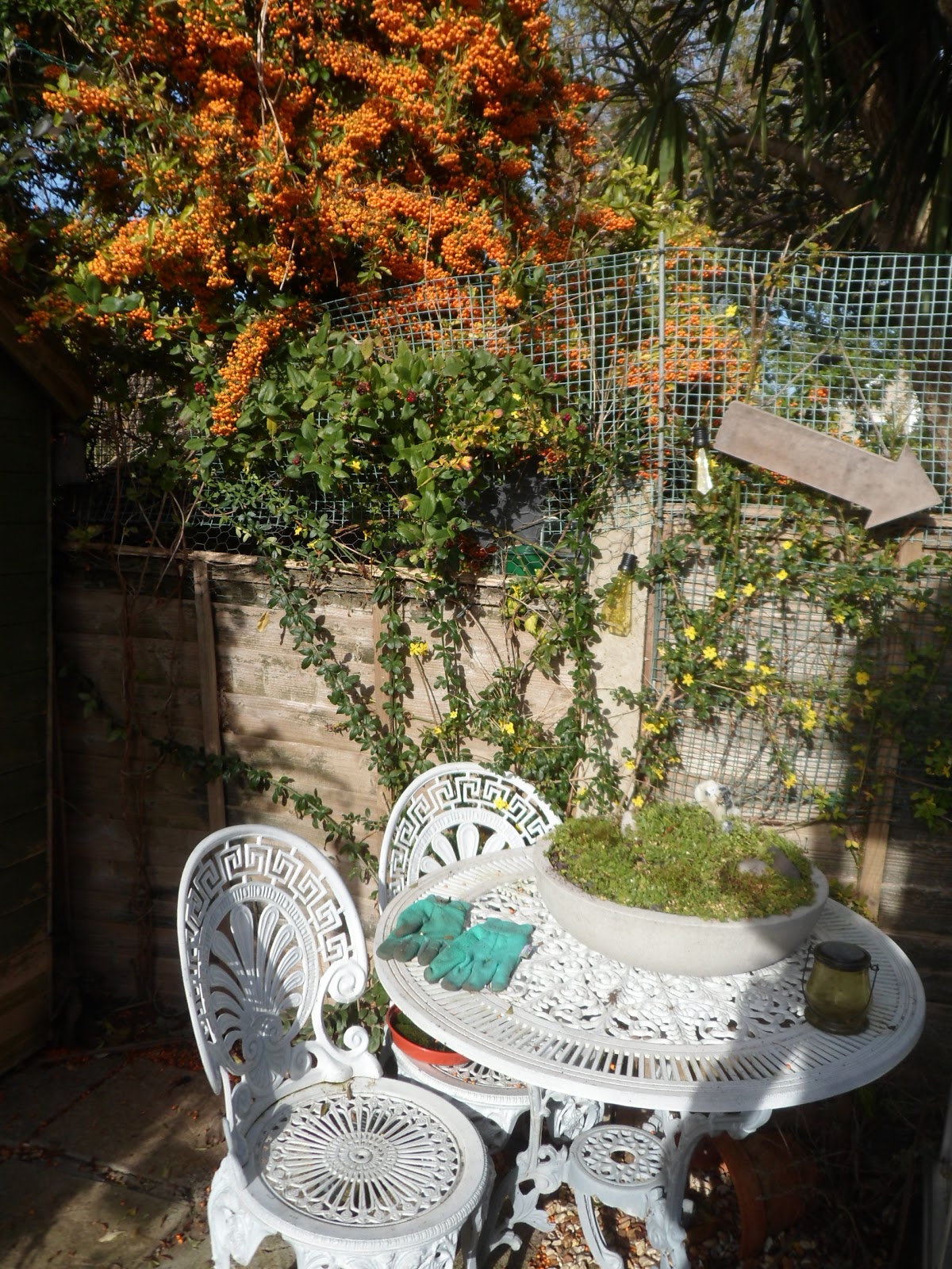 Poppy Patchwork In the greenhouse