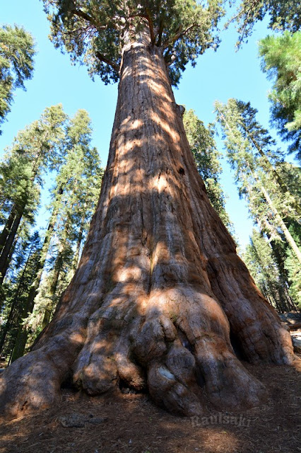 Sequoia National Park- caminando por el Bosque Gigante - Viaje con tienda de campaña por el Oeste Americano (18)