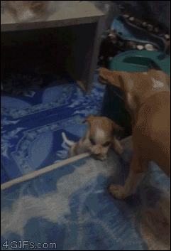 Funny animal gifs - part 303, best funny animal gif, cute animals