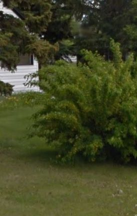 Future Plants By Randy Stewart Caragana