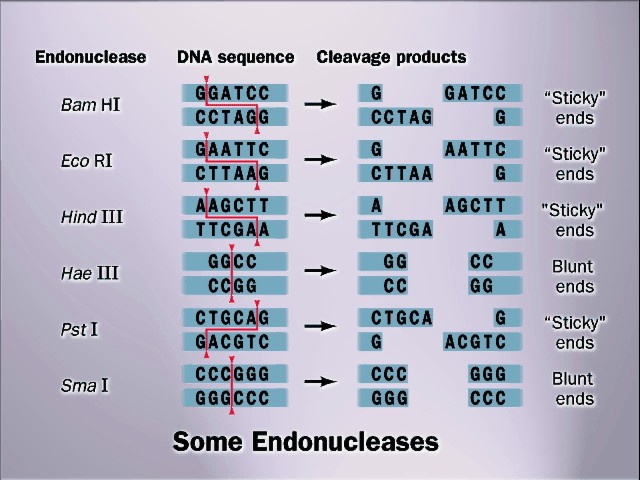 luz eugenia: UNIDAD 10 TÉCNICAS DE LA BIOLOGÍA MOLECULAR