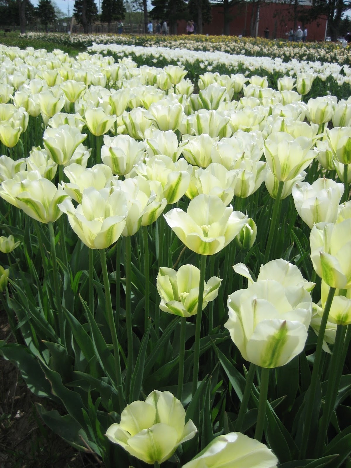 Moments of Delight&hellip;Anne Reeves It�s Tulip Time, One Way