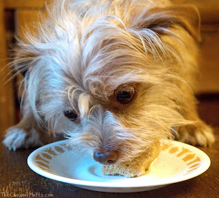 Bailey eating YPCK Birthday Set Pup Kake Dog Cake