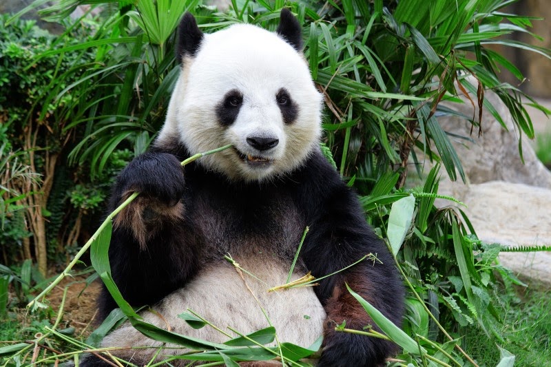 Inilah Hewan Panda Lucu Si Mamalia Imut Penggemar Bambu