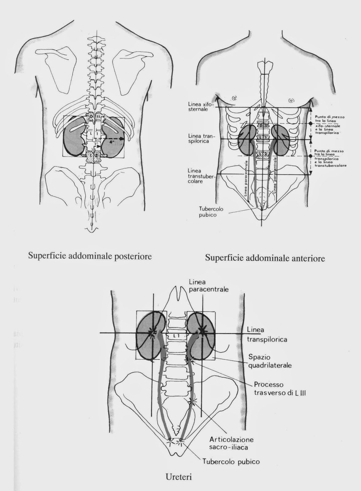 prostata diametro trasverso 45mm