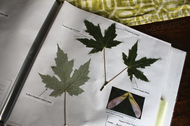 how-to-preserve-fall-leaves-to-fro