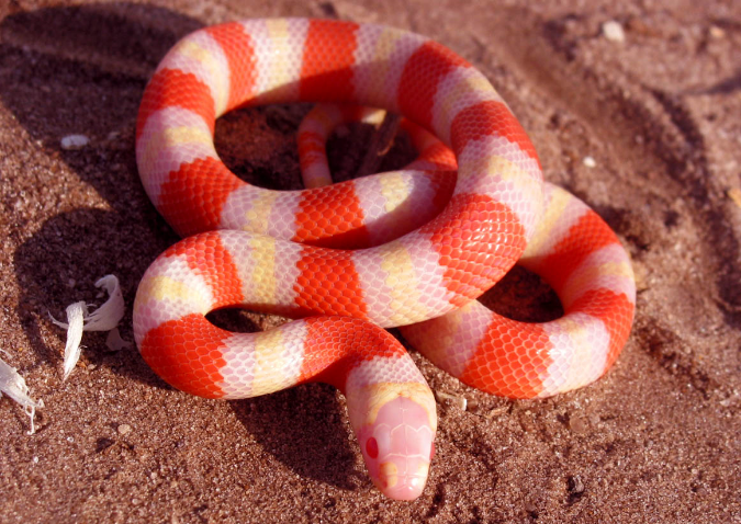 Albino Snake Europe Species of European Viperinae ~ planetanimalzone