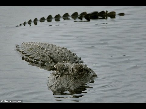 gator eats baby florida