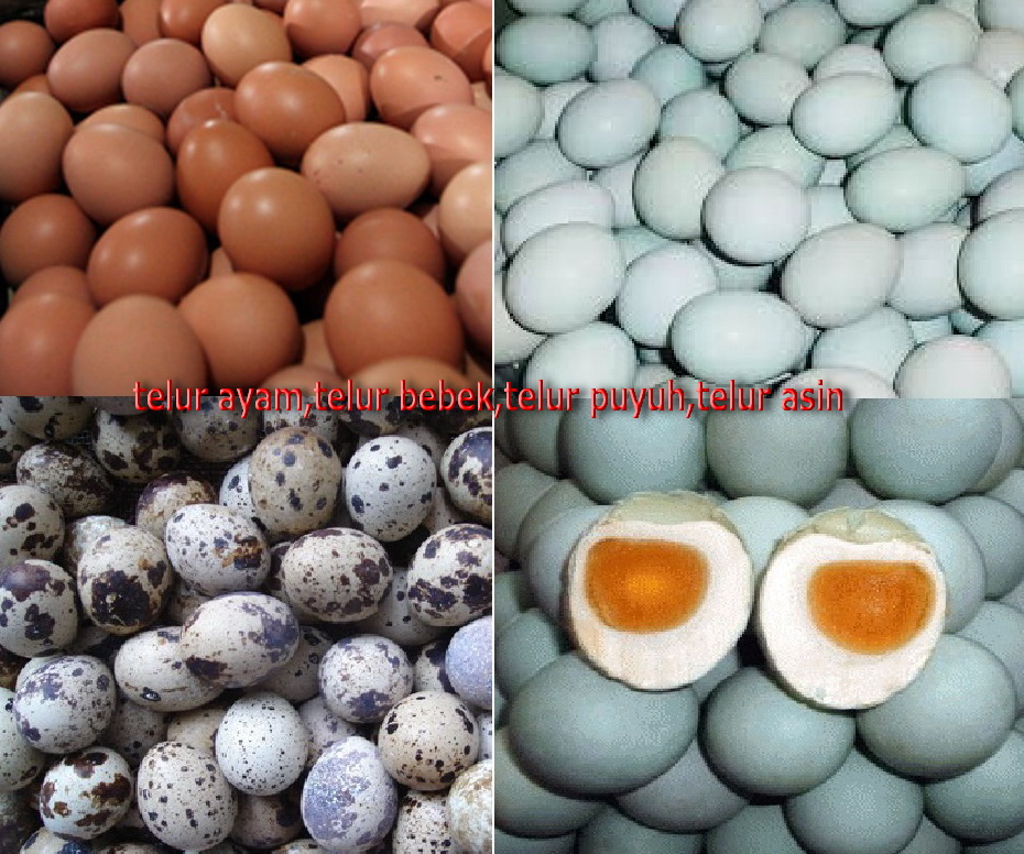 Supplier telur termurah dan terbesar: PETERNAK TELUR AYAM,TELUR BEBEK