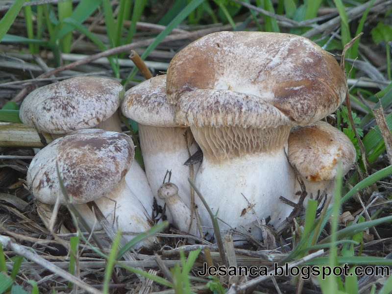 JESANCA Pleurotus eryngii var. ferulae
