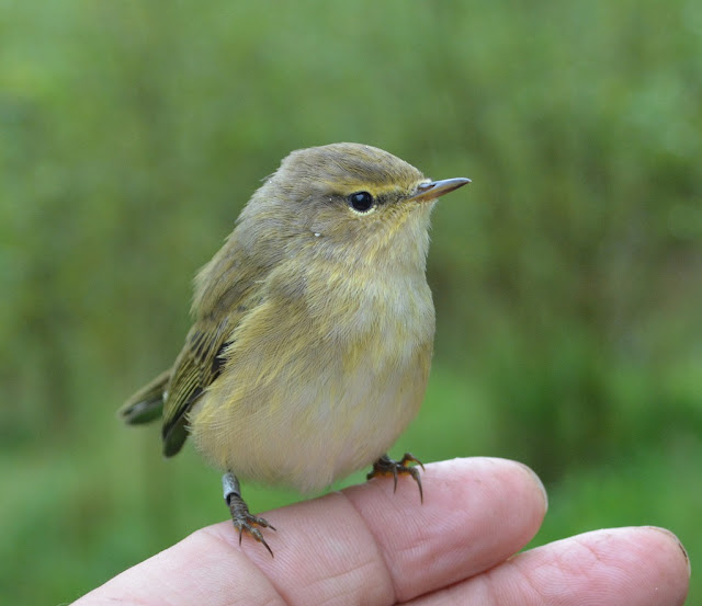 Chiffchaff 05/09/16, © P J Alker