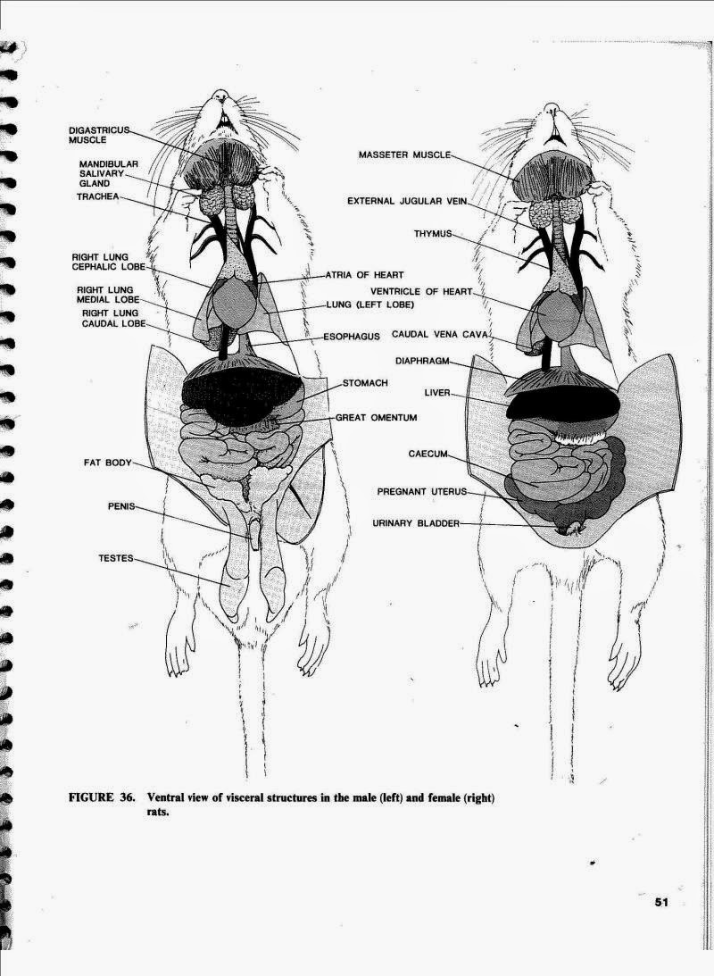 Rat Dissection Online Presentation 984