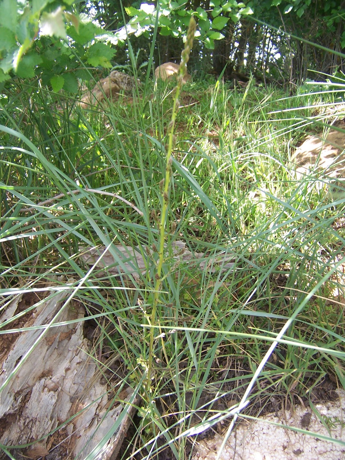 CASAS DE HARO: LOS ESPÁRRAGOS