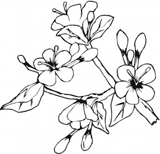 pictures of flowers to color 