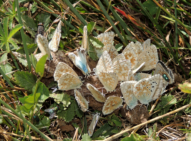 Polyommatus coridon libando en un excremento