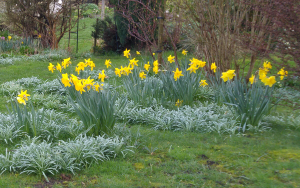 Daffodils Daffodils