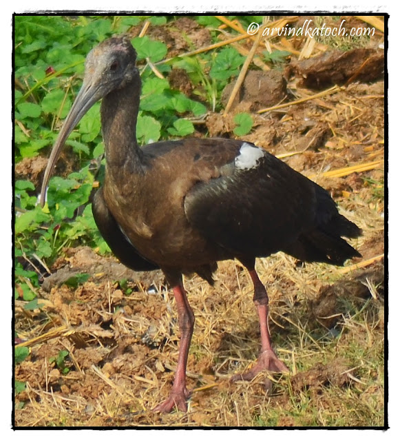 Indian Black Ibis, Pseudibis papillosa, Pictures, Detail, Red naped ibis, ibis