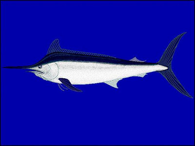 El marlin o marlín negro es uno de los animales más rápidos del mundo.