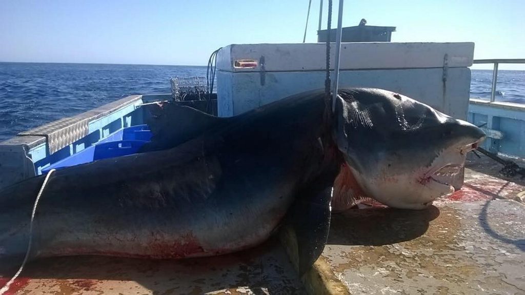Monster-Sized Tiger Shark