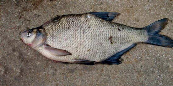 Tatlı su Levreğine benzeyen bir balık Bulmaca Cevap Danışmanı