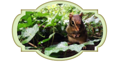 Befriending Chipmonks