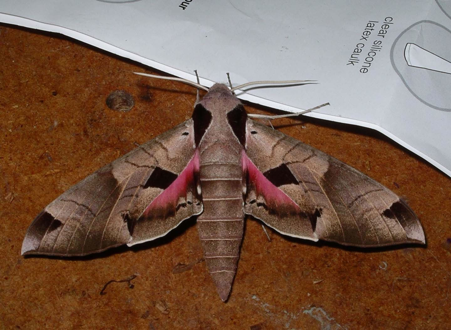 TYPES OF INSECTS : Achemon Sphinx