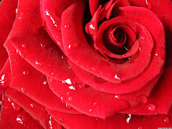 flowers rose flower roses wallpapers desktop gifts google