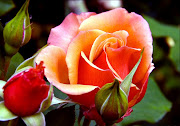 Orange Roses