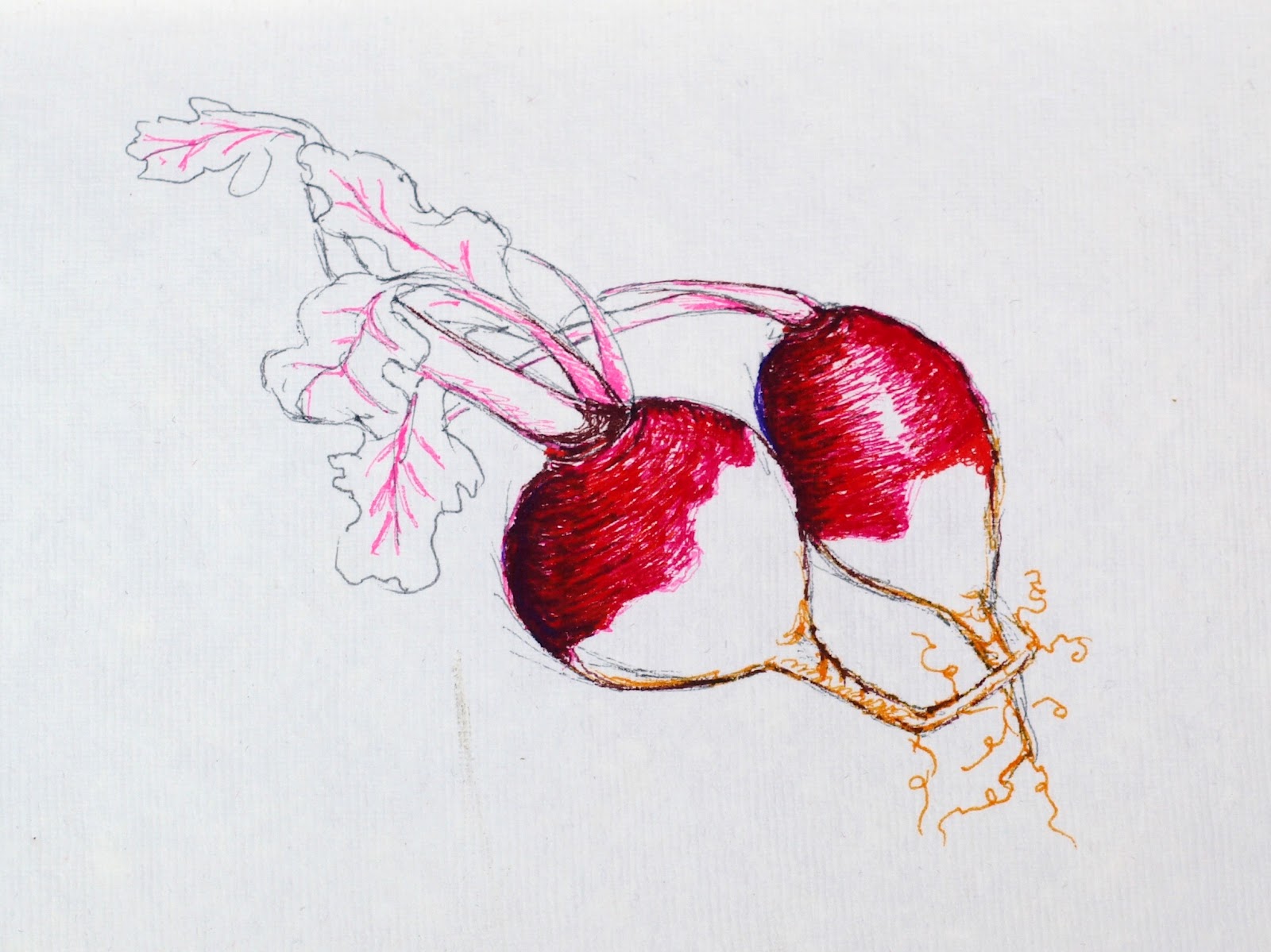 ARTIQUERYROSE RADISHES COLOR PEN DRAWING